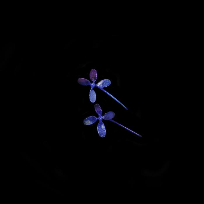Earpin, flower by Floor Mommersteeg